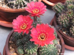 Echinopsis spec.        